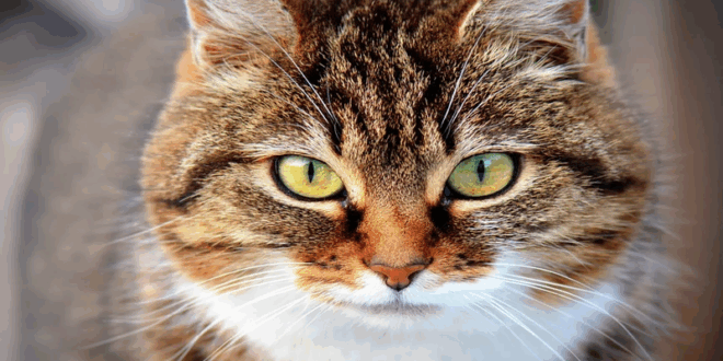 gatos