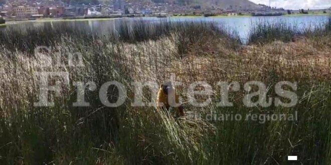 Habría intentado lanzarse al lago Titicaca.