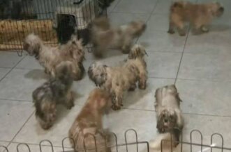 Más de 40 perros fueron rescatados de una azotea.
