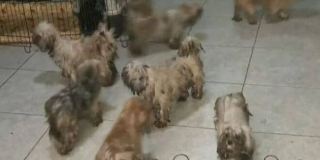 Más de 40 perros fueron rescatados de una azotea.