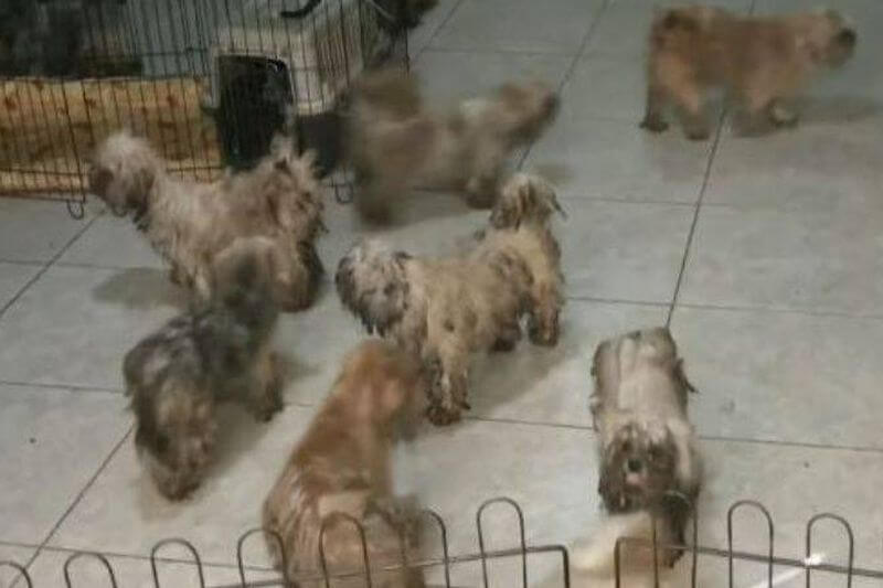 Más de 40 perros fueron rescatados de una azotea.