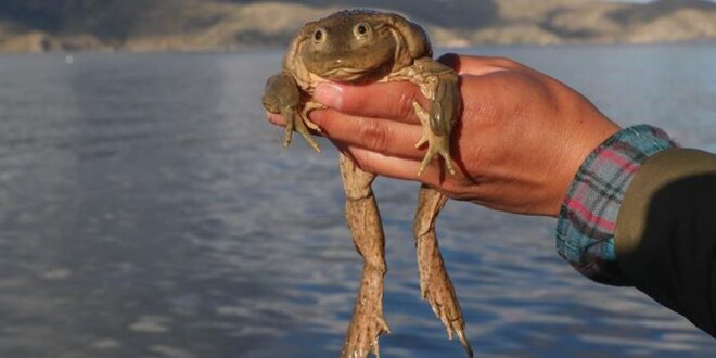 La rana gigante del Titicaca es la más traficada 1 foto la rana gigante 2