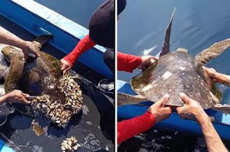 TORTUGA