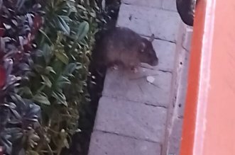 foto ratas