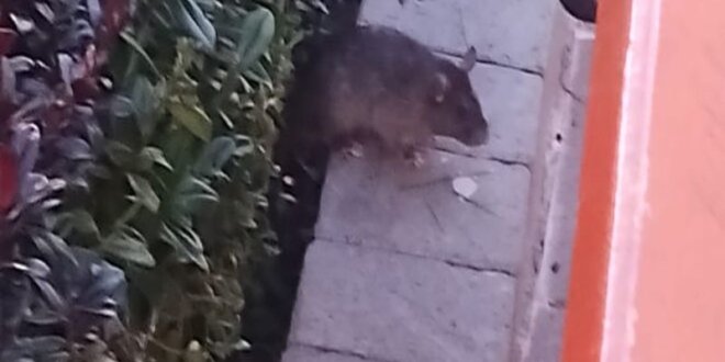 foto ratas