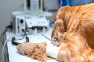 veterinaria arequipa