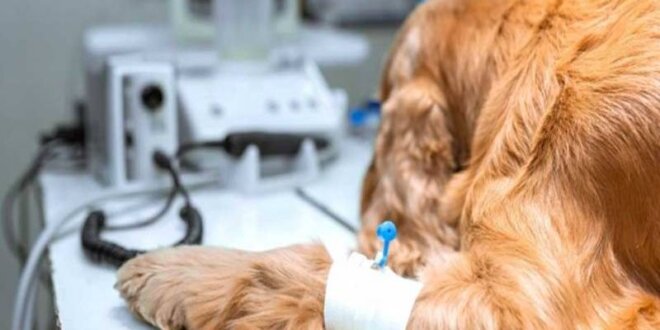 veterinaria arequipa