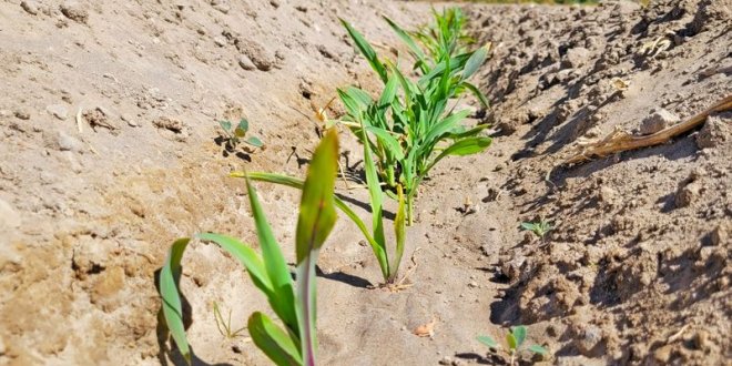 Arequipa: El maíz morado empieza a crecer en Yarabamba 1 WhatsApp Image 2025 09 12 at 9.27.28 PM