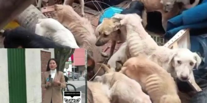 perros abandonados san isidro 800x419 1