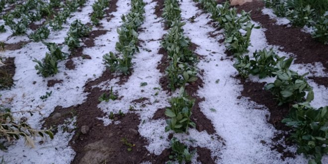 IMG 20251031 093631 800 x 533 pixel