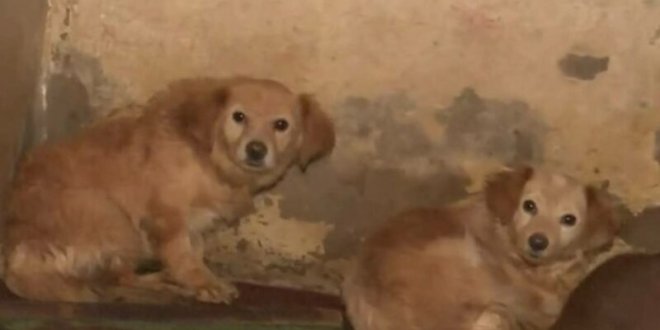 piden ayuda perritos smp abandonados albergue 800x533 1