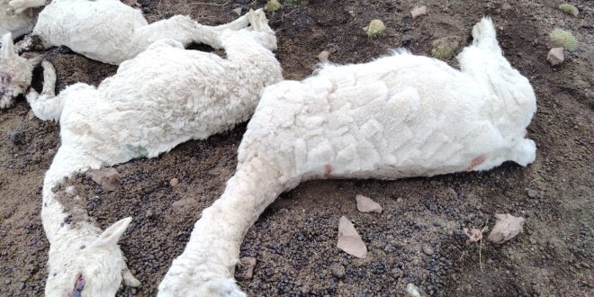 Rayo mata a ocho alpacas en comunidad campesina de Lampa 1 1.RAYO MATA A OCHO ALPACAS No hay personas heridas