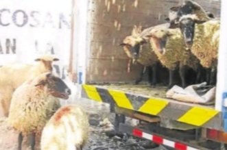 IMG 20251205 102743 800 x 533 pixel