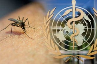 IMG 20251206 185633 800 x 533 pixel