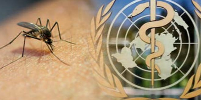 IMG 20251206 185633 800 x 533 pixel