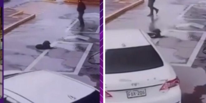 atropellan a perrito 800x419 1