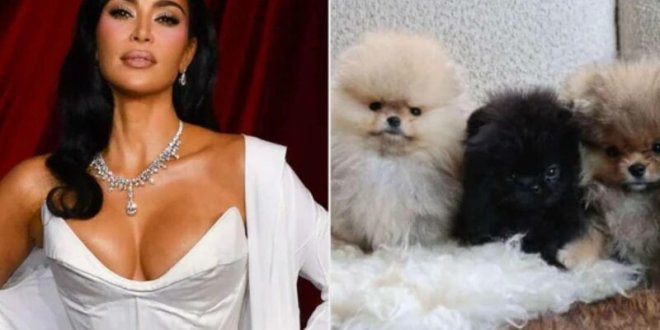 kim kardashian perros hijos criticas 800x533 1