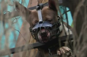 perro se encuentra casa 800x419 1