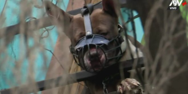 perro se encuentra casa 800x419 1