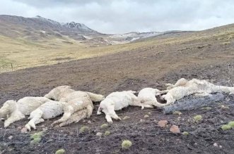 WhatsApp Image 2026 01 11 at 11.20.38 AM